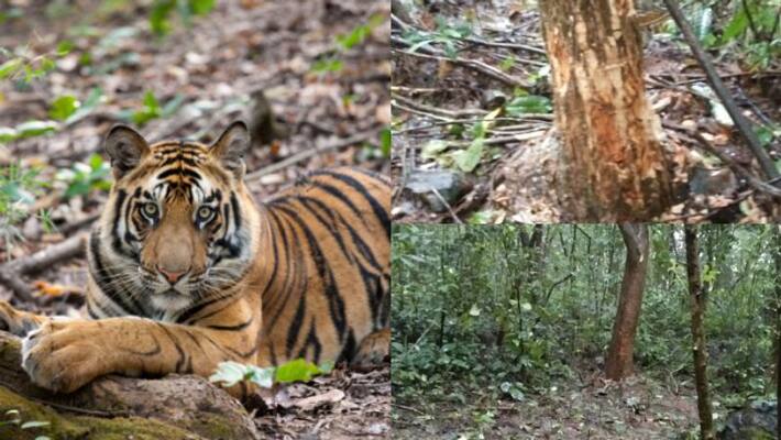 Gudalur tiger searching operation karnataka dog Gudalur tiger searching operation karnataka dog