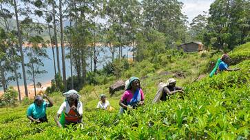 supreme court order gratuity plantation laborers SSm supreme court order gratuity plantation laborers SSm
