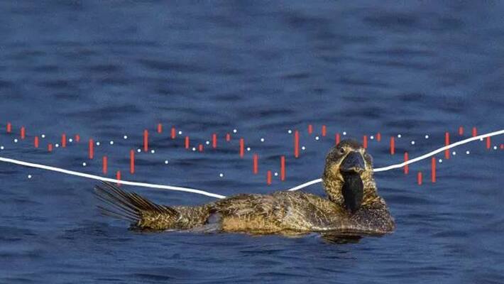 Australian musk duck repeatedly saying you bloody fool Australian musk duck repeatedly saying you bloody fool