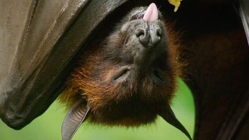 Nipah virus is more dangerous and deadly than corona