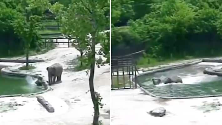 Baby elephant falls into water hole; what happens next will leave you in awe-tgy Baby elephant falls into water hole; what happens next will leave you in awe-tgy