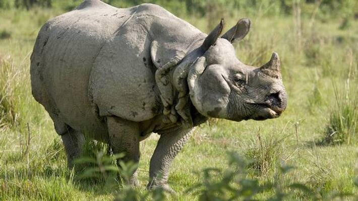rhino escapes at Omaha zoo rhino escapes at Omaha zoo