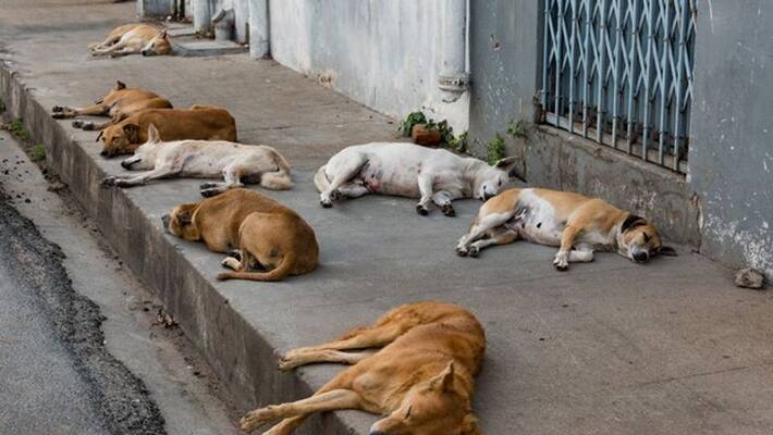 Stray dog nuisance, dogs inside the district hospital in Nilambur Stray dog nuisance, dogs inside the district hospital in Nilambur