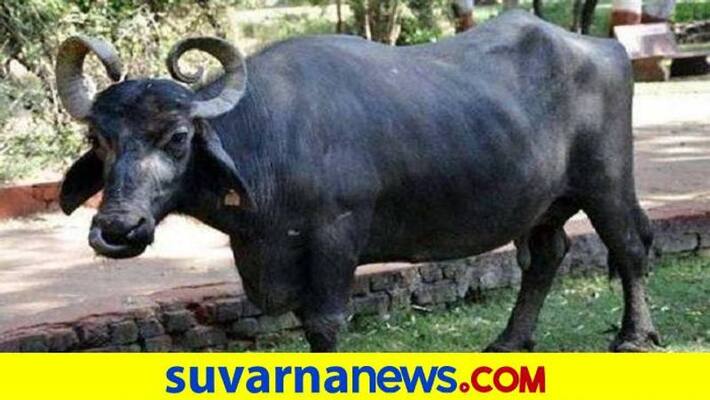 Dharwad Buffalo Got Desi Breed Exposure in India grg Dharwad Buffalo Got Desi Breed Exposure in India grg