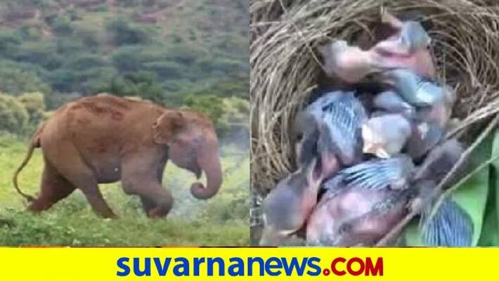 Elephants Destroy All Banana Trees Leaving Behind Only One Tree Which Had A Bird Nest pod Elephants Destroy All Banana Trees Leaving Behind Only One Tree Which Had A Bird Nest pod
