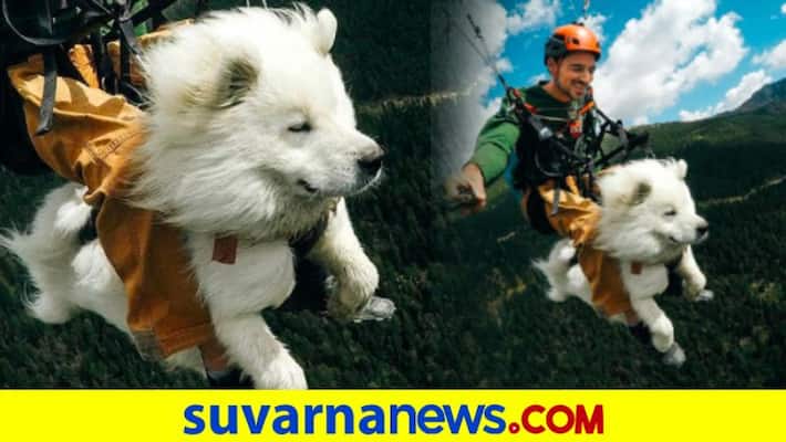 Cute dogs paragliding journey over French slopes goes viral dpl Cute dogs paragliding journey over French slopes goes viral dpl