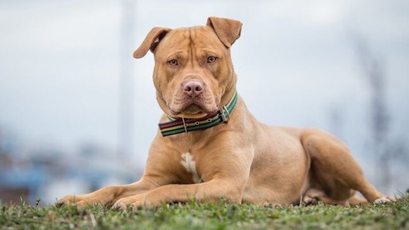south korea president considering ban on dog meat