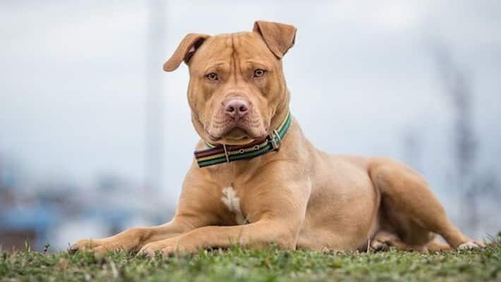 researchers developed dogphone a new device which helps to locate pet dog researchers developed dogphone a new device which helps to locate pet dog