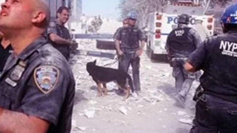9 11 2001 America terrorist attack know about rescue dog Atlas which spent 3000 hours at Ground Zero
