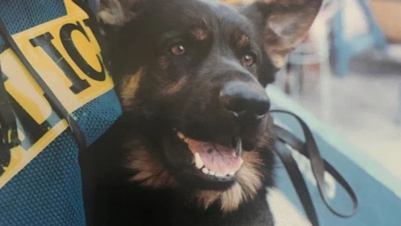 9 11 2001 America terrorist attack know about rescue dog Atlas which spent 3000 hours at Ground Zero