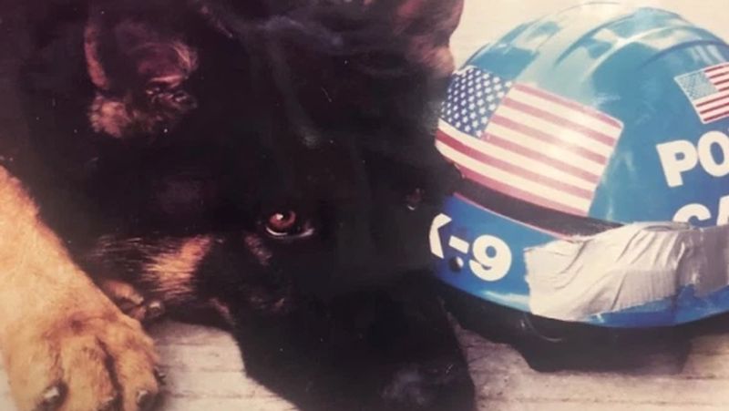 9 11 2001 America terrorist attack know about rescue dog Atlas which spent 3000 hours at Ground Zero