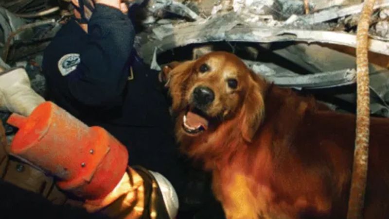 9 11 2001 America terrorist attack know about rescue dog Atlas which spent 3000 hours at Ground Zero