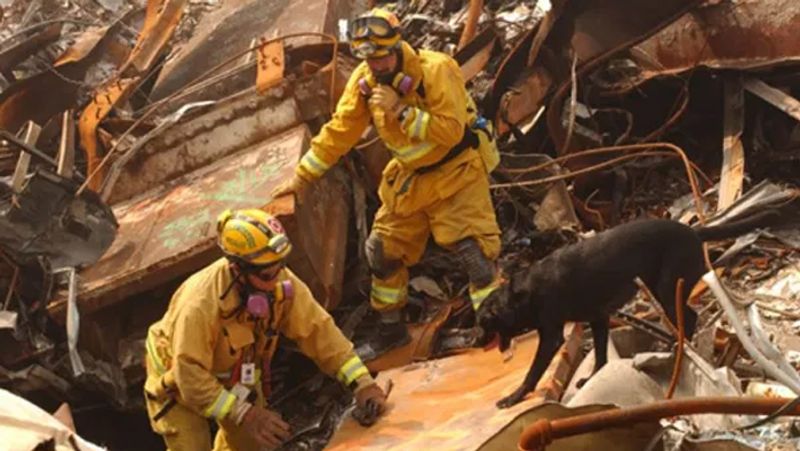 9 11 2001 America terrorist attack know about rescue dog Atlas which spent 3000 hours at Ground Zero