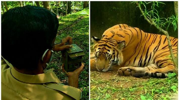 WB Forest Department Captured the tiger in a cage at Kultali RTB WB Forest Department Captured the tiger in a cage at Kultali RTB