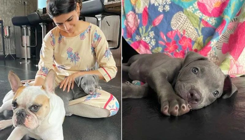 is samantha trying out from depression by spending time with her pets