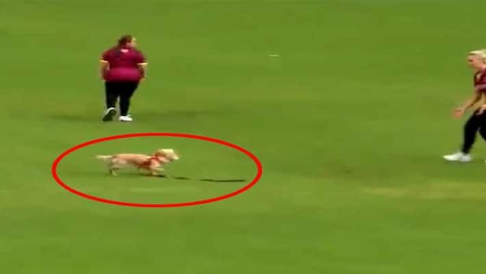 A Dog Interrupts All Ireland T20 Women's Cup Semi final Match, video goes viral A Dog Interrupts All Ireland T20 Women's Cup Semi final Match, video goes viral