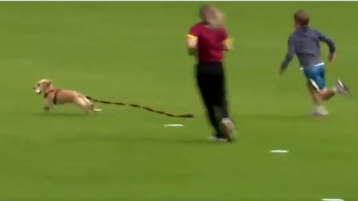 watch dog steals ball during cricket match video goes viral watch dog steals ball during cricket match video goes viral
