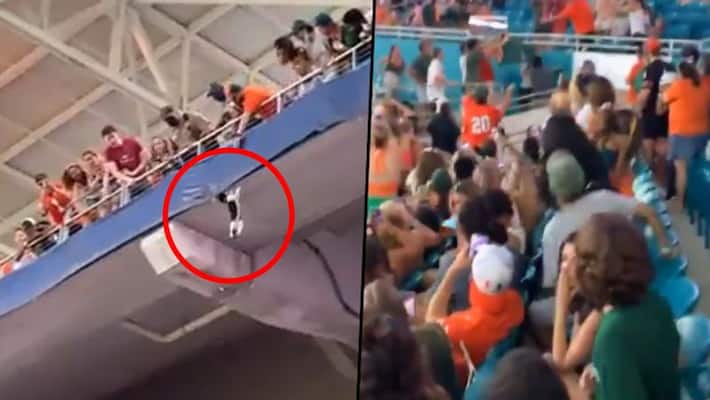 Viral video of cat dangling off upper deck at Stadium Viral video of cat dangling off upper deck at Stadium