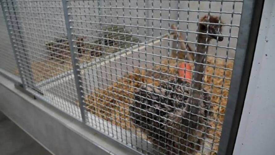 ഒരു ഒട്ടകപ്പക്ഷിയെ കളഞ്ഞുകിട്ടിയിട്ടുണ്ട്, ഉടമ വന്ന് കൊണ്ടുപോകണമെന്ന്