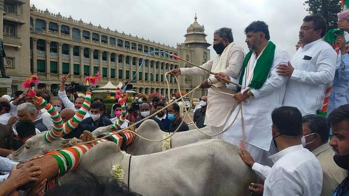 Minister Sudhakar Taunts Congress Leaders bullock cart protest rbj Minister Sudhakar Taunts Congress Leaders bullock cart protest rbj