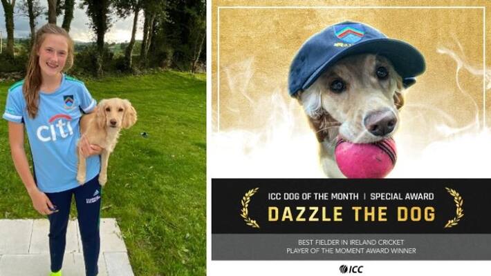 Dazzle The Dog Named Player Of The Moment By ICC Dazzle The Dog Named Player Of The Moment By ICC