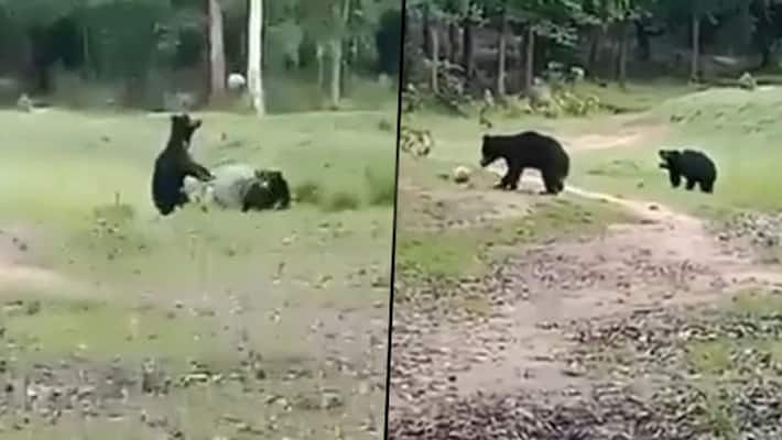 bears play with football in viral video bears play with football in viral video