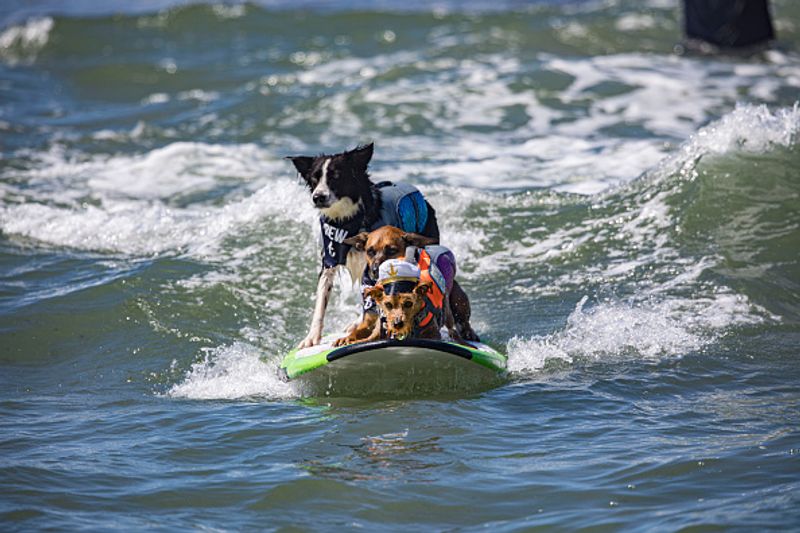Dog surfing to help orphaned dogs see the pictures