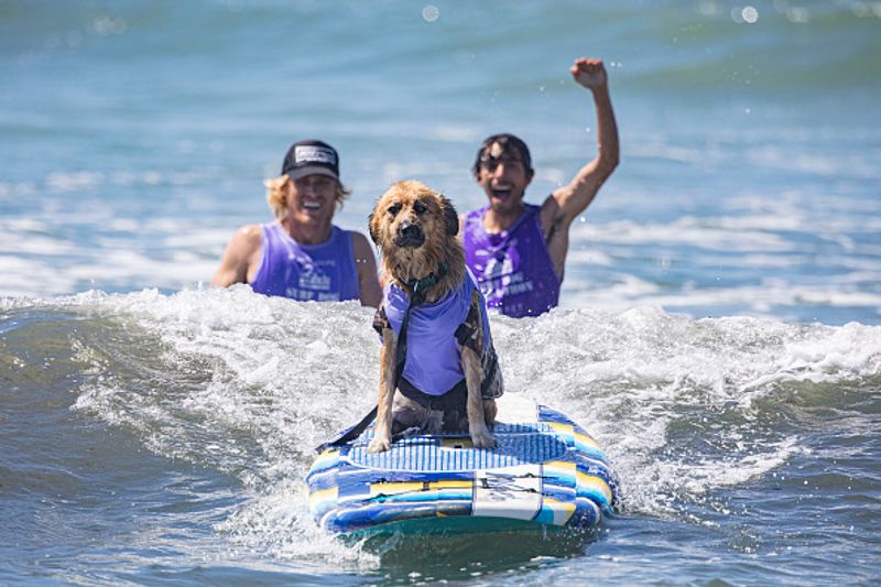 Dog surfing to help orphaned dogs see the pictures