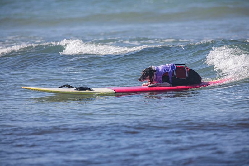 Dog surfing to help orphaned dogs see the pictures