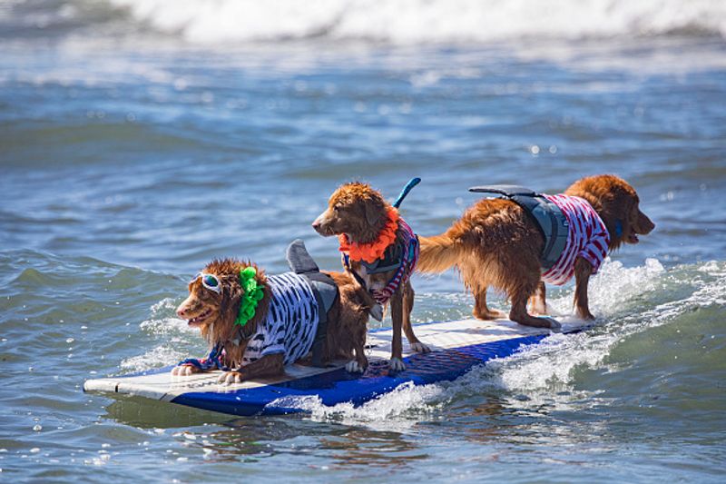 Dog surfing to help orphaned dogs see the pictures