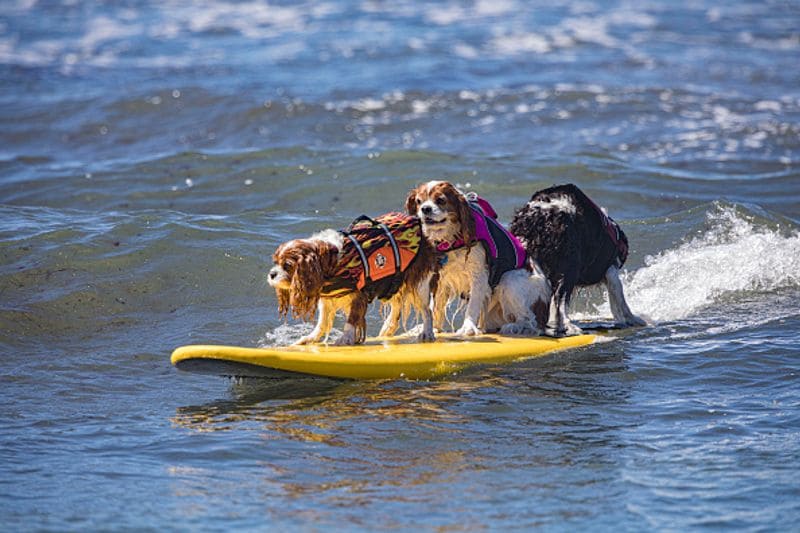 Dog surfing to help orphaned dogs see the pictures