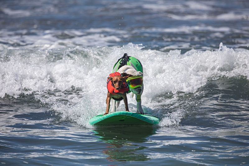 Dog surfing to help orphaned dogs see the pictures