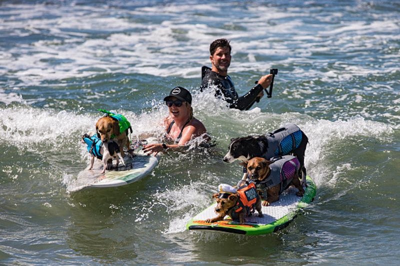 Dog surfing to help orphaned dogs see the pictures