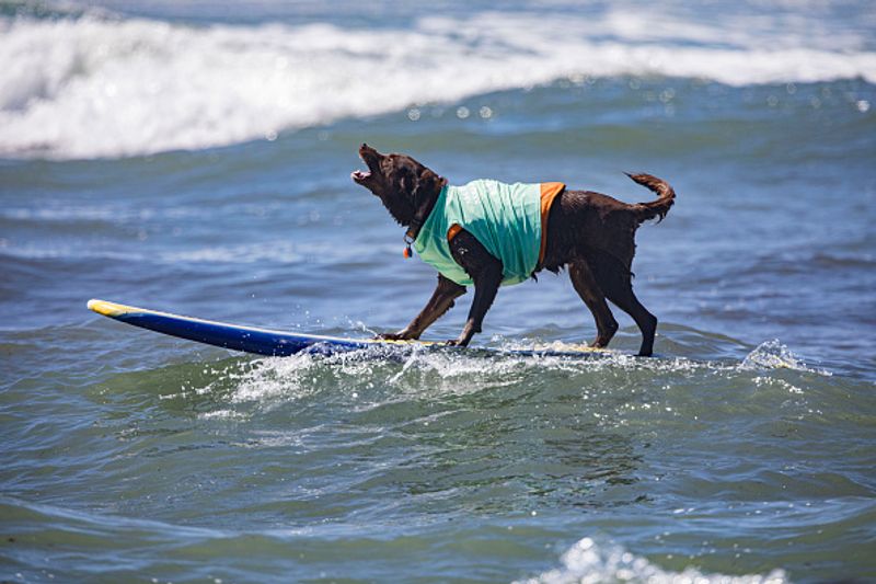 Dog surfing to help orphaned dogs see the pictures