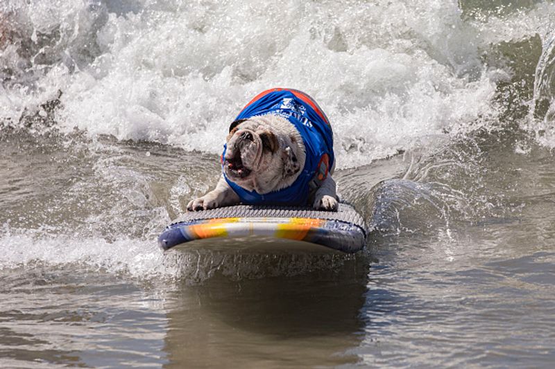 Dog surfing to help orphaned dogs see the pictures