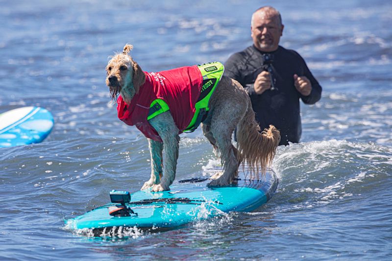 Dog surfing to help orphaned dogs see the pictures