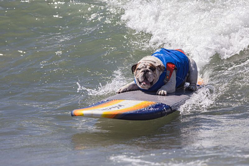Dog surfing to help orphaned dogs see the pictures