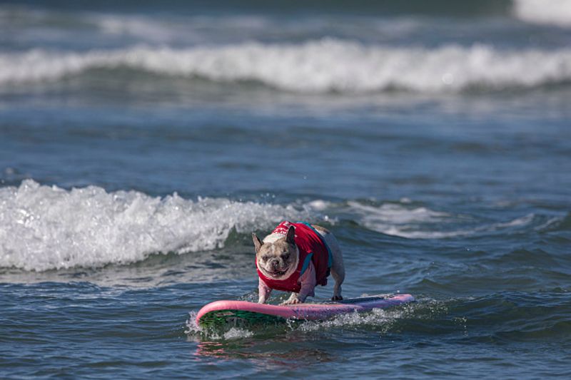 Dog surfing to help orphaned dogs see the pictures