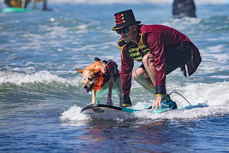 Dog surfing to help orphaned dogs see the pictures