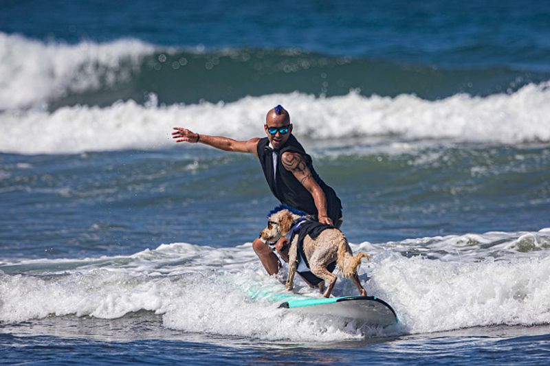 Dog surfing to help orphaned dogs see the pictures