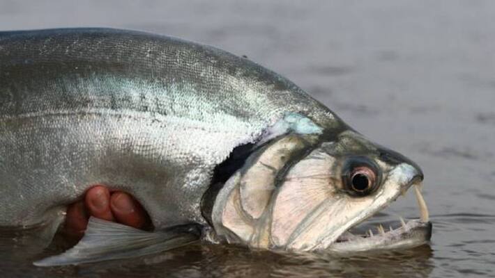 vampire fish myths and truth vampire fish myths and truth