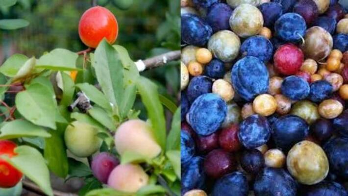 40 deferent fruits in one tree 40 deferent fruits in one tree