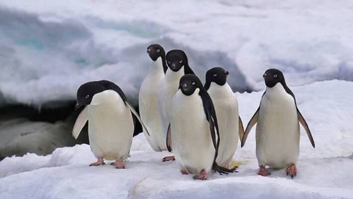 scientists says penguins might be aliens scientists says penguins might be aliens
