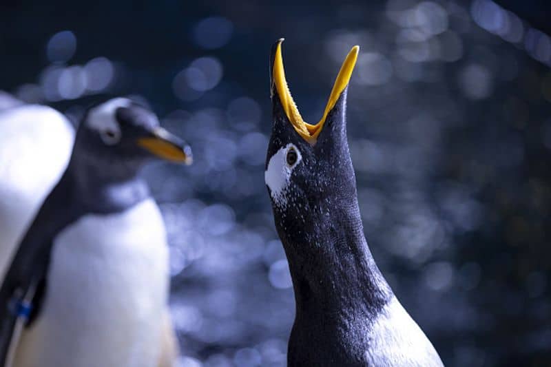 scientists says penguins might be aliens