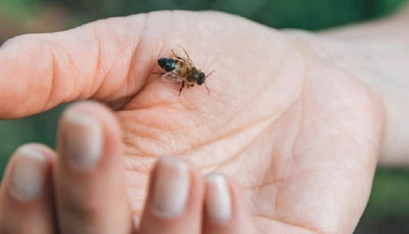 what to do after wasp attack