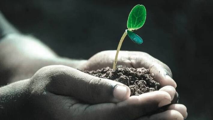 5000 saplings in 48 hours 5000 saplings in 48 hours