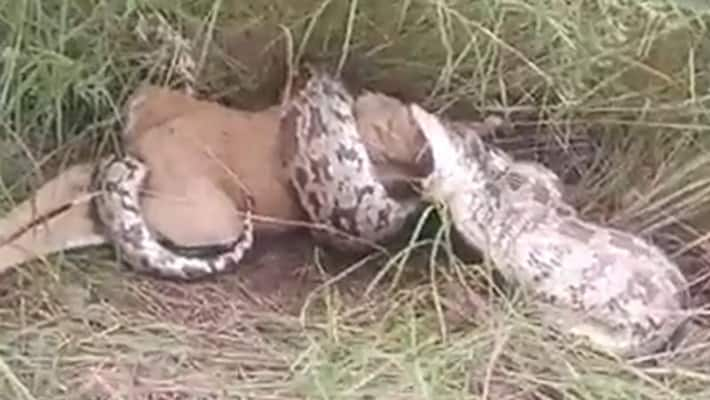 burmese python eats deer