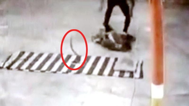 Rajasthan strange incident happened at Banswara where snake slept with devotee of Shivji