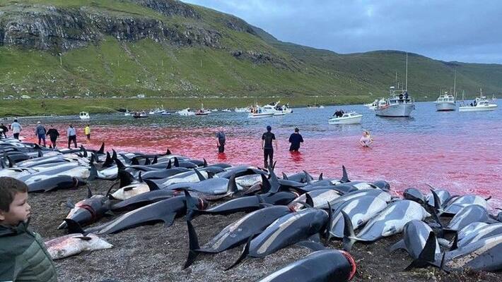 dolphonhundreds of dolphins killed in a traditional mass hunts dolphonhundreds of dolphins killed in a traditional mass hunts