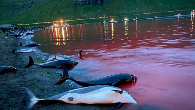 Denmark 1400 dolphins killed in Faroe Islands Photos goes viral
